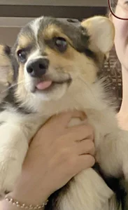 Supergoal for superdog od Ariana_Petite  5 snímek