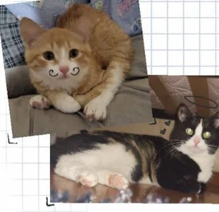 xrixsyx_and_ricky our kitties! Foto