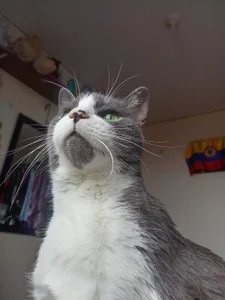 Katta_ossa My cats slika 4