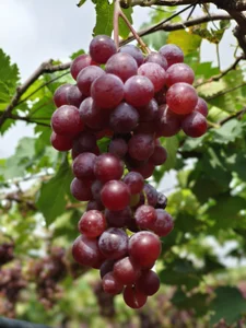 Jorokzzzzz Public Εικόνα