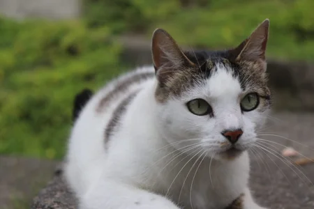 Larabrooks my furry ones! Poză 2