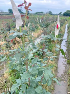 xxDepzaixxAlbum图片 8