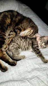 Kay_ForU Kitties🩷 Εικόνα 2