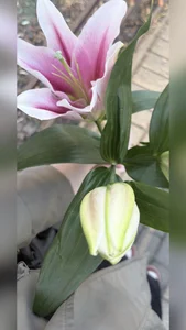 AliceAllisons kullanıcısının What's your favorite flower? albümü -  2 fotoğraf