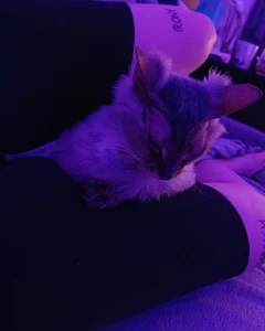 SelmaCarolfi My Little Pussy Bilde