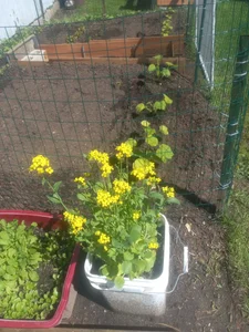 Gardening de sunnydude255 Foto 5