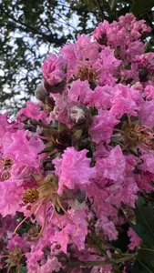 ronald_thompson20 Amo la fotografía. I love photography Pic