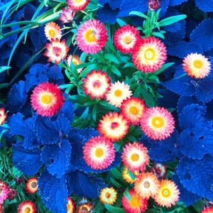 Zdjęcia 328_mitsuha Public:  5