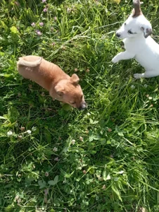 Lily_flower7 kullanıcısının Little joys❤ albümü -  4 fotoğraf