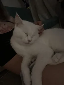 MaryRace 🌾My lovely cat🐱 Foto