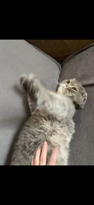 HannahHollis kullanıcısının my cat albümü -  2 fotoğraf