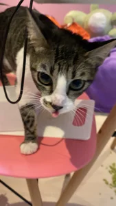 chickenlittle_uwu bebe (my cat the reason im still alive uwu) Pic 7