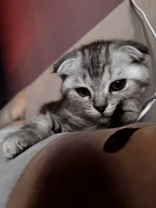 gRey junior 🐱 de ReiYosimoto Foto 3