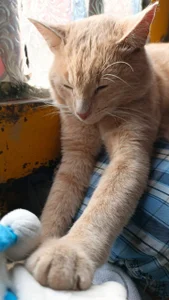 Lana_Dreams_ the owners of my heart Pic