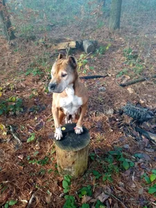 Alenride My passion Immagine  8