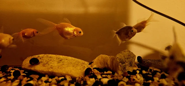 Kore_Persephone 🐚🐠Fish🐟🐡 사진 5