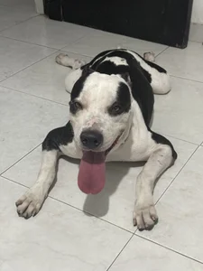 Arianavillada Taison Cornelio 🐾 Pic 7