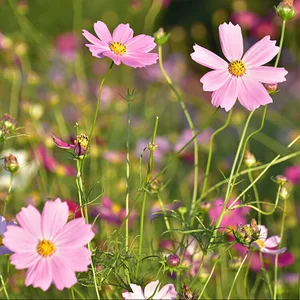 Daisy_boo Public Immagine  2