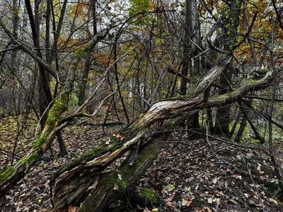 AlexFH Just walking along the eco trail Foto 7