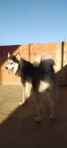 yeliana_sexxy my pets Pic 3