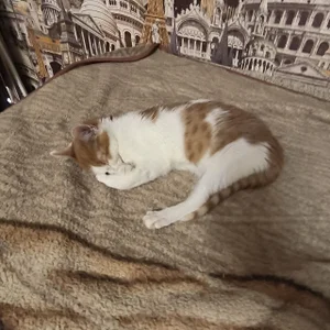 RedLipse My kitty Vifa صورة واحدة|RedLipse My kitty Vifa صورتان|RedLipse My kitty Vifa  5 صور|RedLipse My kitty Vifa  5 صورة