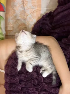 EvaThopsonmy cat Whiskey图片 5