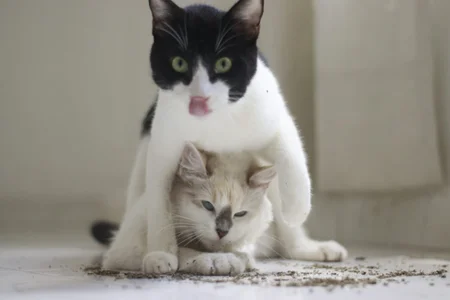 Selen_Extasis My babies and owners of my money🐱🐈‍⬛❤️ Poză