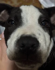 MrrKate My dog Sirius! зображення 4