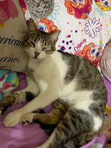 Zdjęcia Little_Lisy my pets ❤✨: 