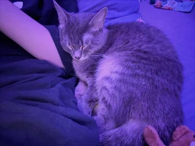 SashaMeow My kitty’s ❤️ Foto 5