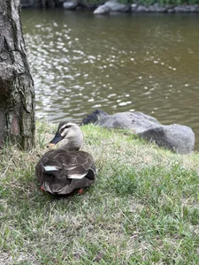 LISA_7714 Public Billede 4