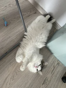 CindyMil My kitten Pic 4