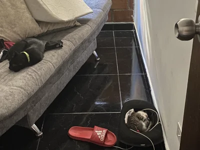 anapuala_sexxxのlove of my life 🥺Pandora 🐈‍⬛ Tomas 🐈の 7枚の写真