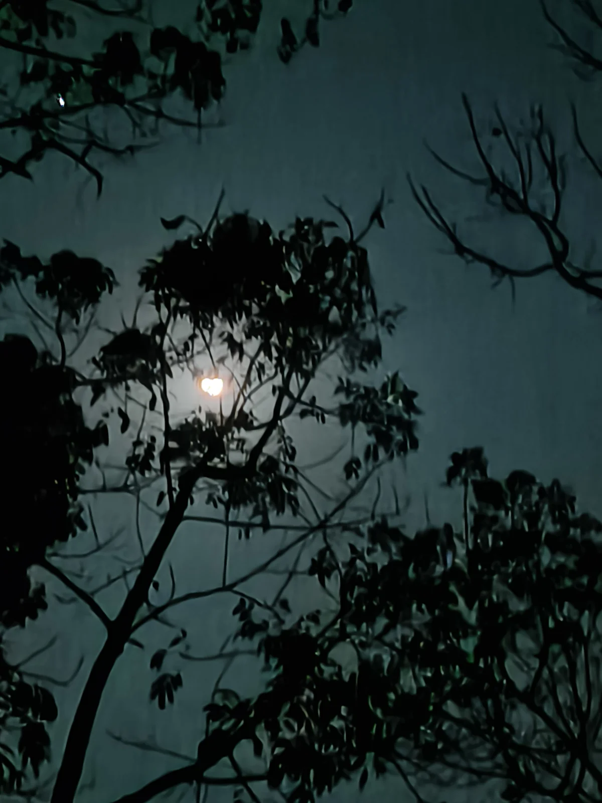 Fiveselt Δημοφιλής εικόνα 4715