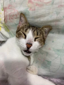 Zdjęcia Little_Lisy my pets ❤✨:  5