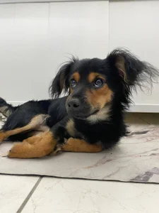 velvet_secrett's My little friends 🐶🐱 Sex Photo 7