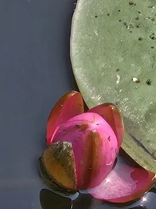 Korea-Kiss 이쁜꽃 Poză 3