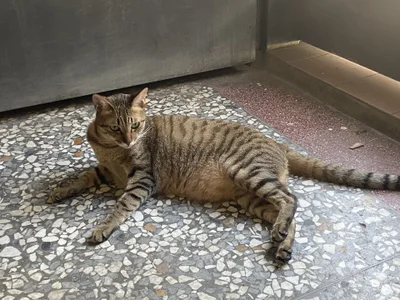 bigbb101011貓貓日記图片 5