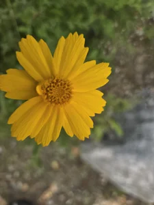 Korea-Kiss 이쁜꽃 Pic 5