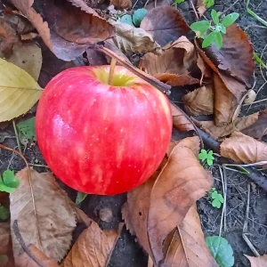 LovelyHelena Autumn in my garden Pic 4