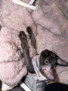 sofi_sc My Sphynx Cat! Elias Poză 2