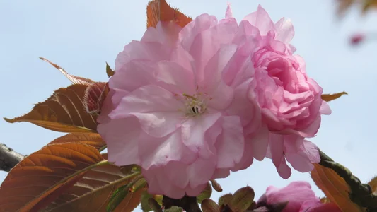 AngelwithEcup 春天来了 Spring comes Foto 2