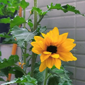 love-uiuiのuu养的小花花の 2枚の写真