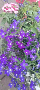 Public de Awelo80@xh  Imagens