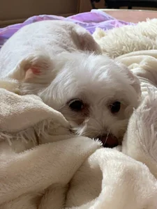 MichelleRoux 🎀Beautiful pictures of my life🎀  4টি ছবি