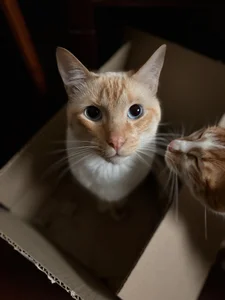 The loves of my life 🥹 de abbyhall_ Foto 2