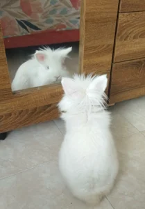 MY PEPE♥ od KOREN_JALAA  4 snímek