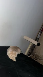 My pet🥰 de _AnaSofia_07  Imagens