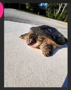 MarlaFknSinger NATURE PORN - Outdoor Live Stream photos🥰 Foto 2