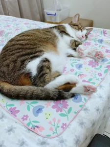 a0513 麻糬乾爸專區 صورة واحدة|a0513 麻糬乾爸專區 صورتان|a0513 麻糬乾爸專區  5 صور|a0513 麻糬乾爸專區  5 صورة